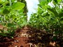 Plantio de soja no MS avança e atinge 68% da área prevista