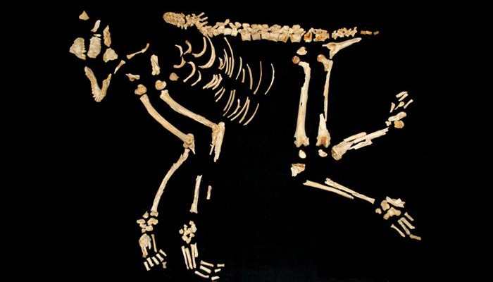 Restos mortais do macaco rhesus (Foto: Divulgação)