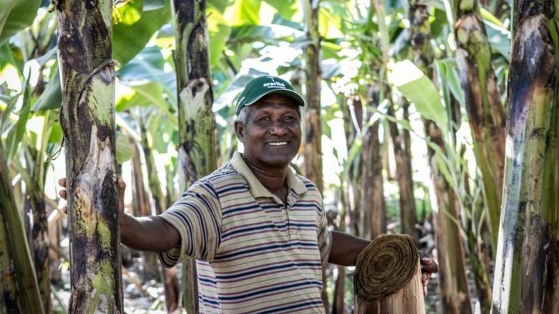 Agricultor quilombola em plantação de bananeiras no Vale do Ribeira (Foto: Governo de SP via BBC News)