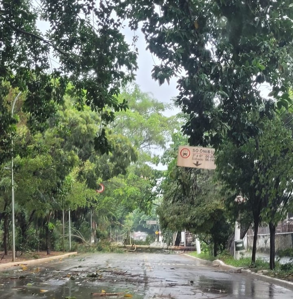 Queda de árvore na Avenida Sumaré, sentido Centro, após chuvas na cidade de São Paulo neste sábado (5) — Foto: Arquivo pessoal
