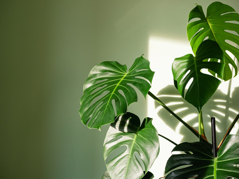 Costela-de-adão: como cuidar e onde colocar a planta em casa? | Decoração |  Glamour