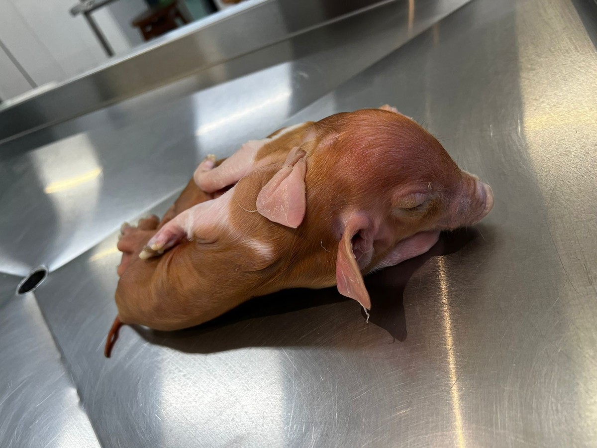 VÍDEO: Porcos siameses nascem unidos pelo abdômen e serão estudados em SC | Santa  Catarina | G1