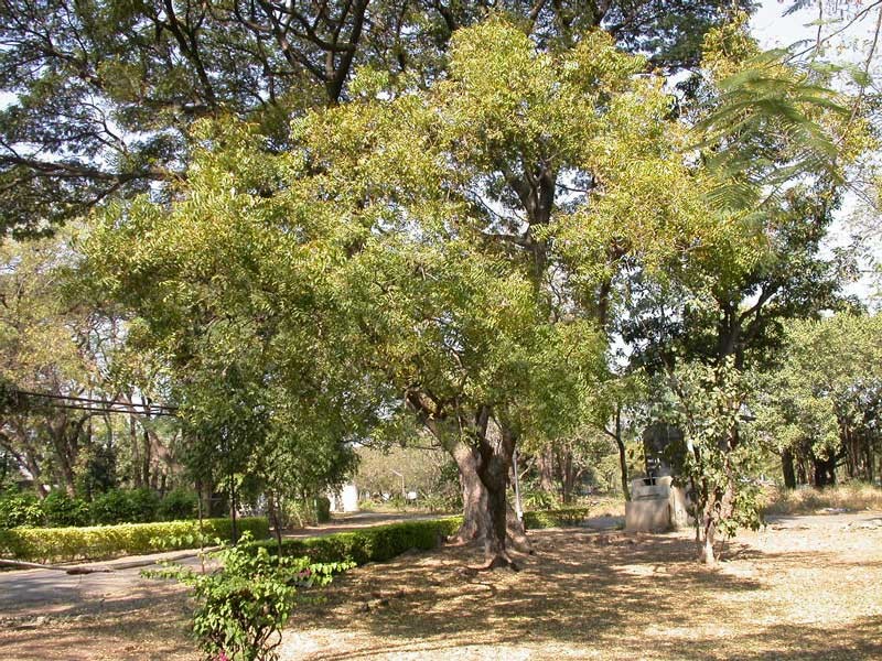 Árvore nim ( Azadirachta indica) (Foto: Azadirachta indica)