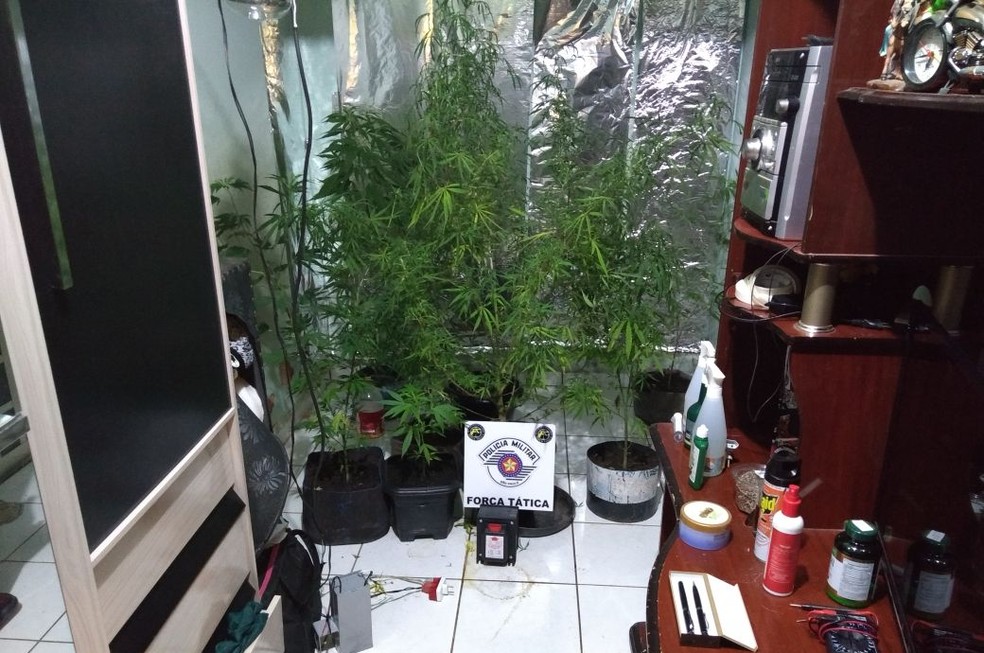 Estufa com pés de maconha foi localizada em uma residência, em Presidente Prudente (Foto: Polícia Militar/Cedida)