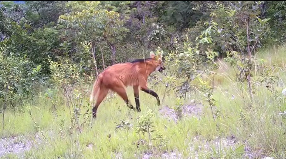 Câmeras das reservas Veredas dos Buritis e Sol & Luz do Catingueiro monitoram fauna em Goiás. Na imagem, um lobo-guará.