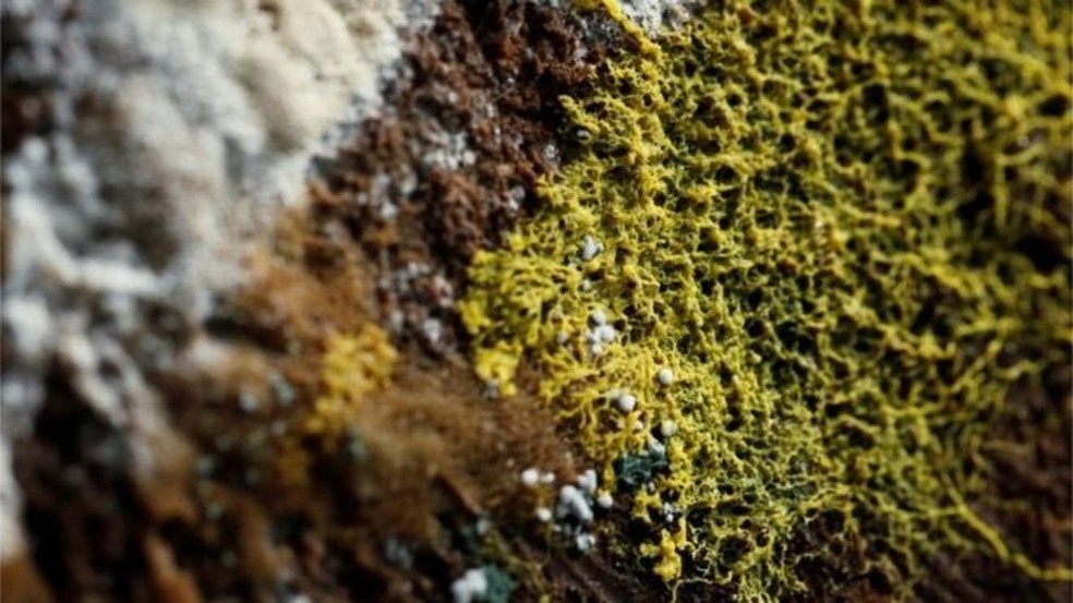 Blob': o que é a misteriosa criatura com 720 sexos e sem cérebro | Natureza  | G1