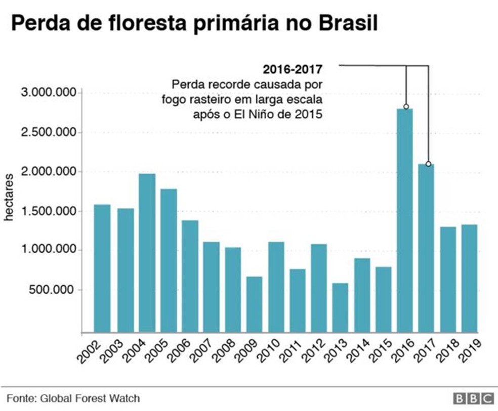 Infografia mostra a perda de floresta primária no Brasil — Foto: Infografia: BBC