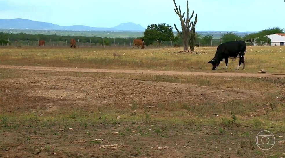 Seca no interior de Alagoas compromete até a alimentação do gado, que é fonte de renda para muitas famílias de agricultores — Foto: Reprodução/TV Globo