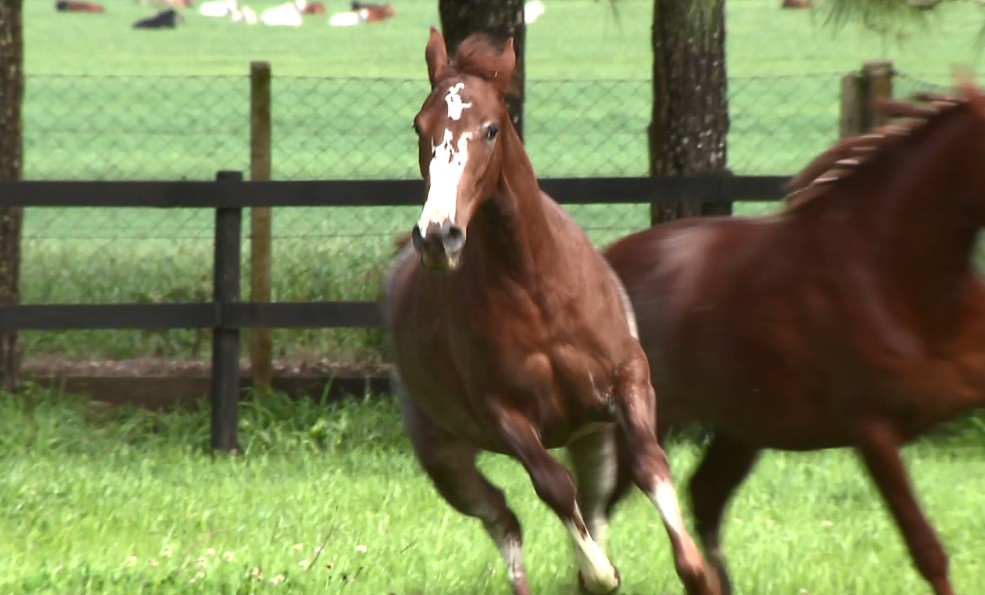 Haras é condenado a pagar mais de R$ 30 mil a dono de cavalo que morreu por negligência durante treinamento em MG