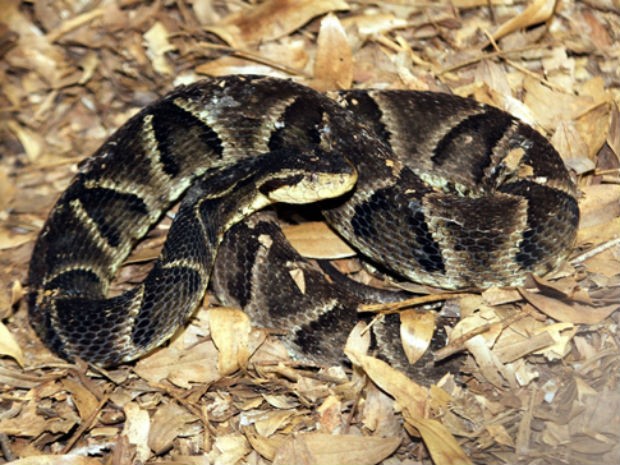 Gestação das cobras dura cerca de quatro meses (Foto: Itaipu/Divulgação)