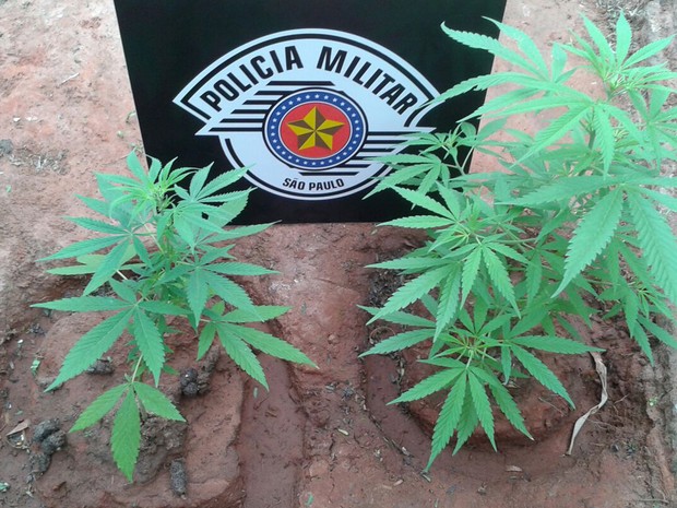 PM encontrou as plantas em casa no Jardim Brasil (Foto: Polícia Militar/Cedida)