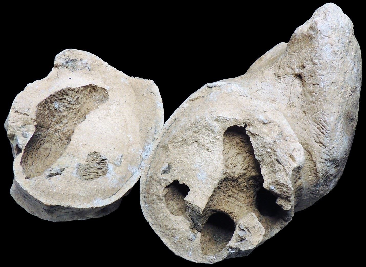 Cocô de crocodilo fossilizado descoberto pelos pesquisadores em Maryland (EUA) (Foto: Calvert Marine Museum)