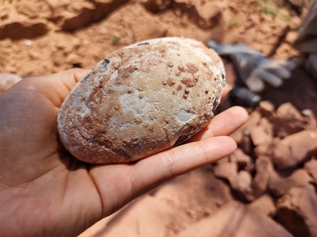 Ovos fossilizados de dinossauro terópode foram encontrados em Presidente Prudente (SP) e estão sob estudos de pesquisadores — Foto: Stephanie Fonseca/g1