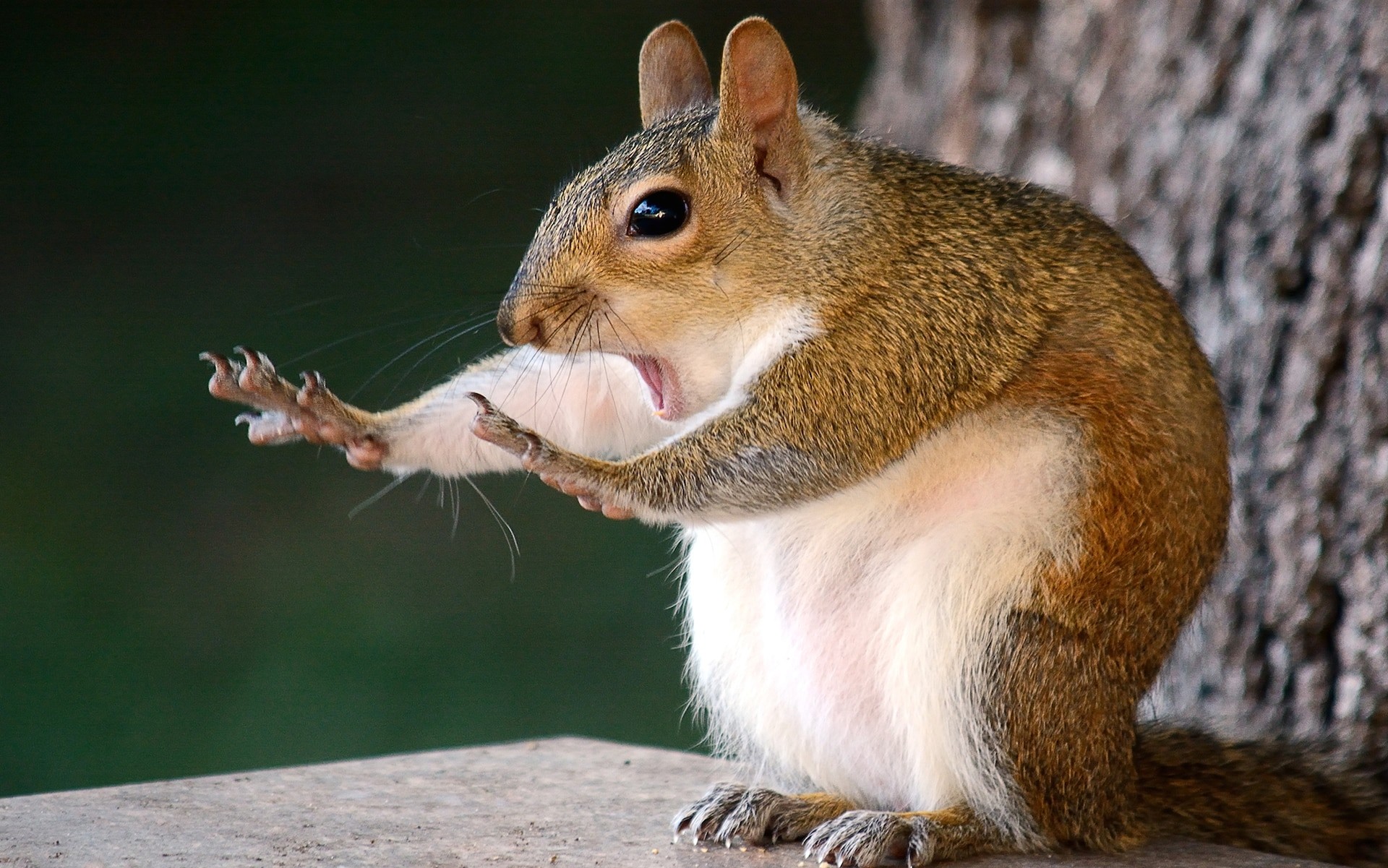 O grande vendedor foi... o esquilo assustado! (Foto: Mary MacGowan / Comedy Wildlife Photography)