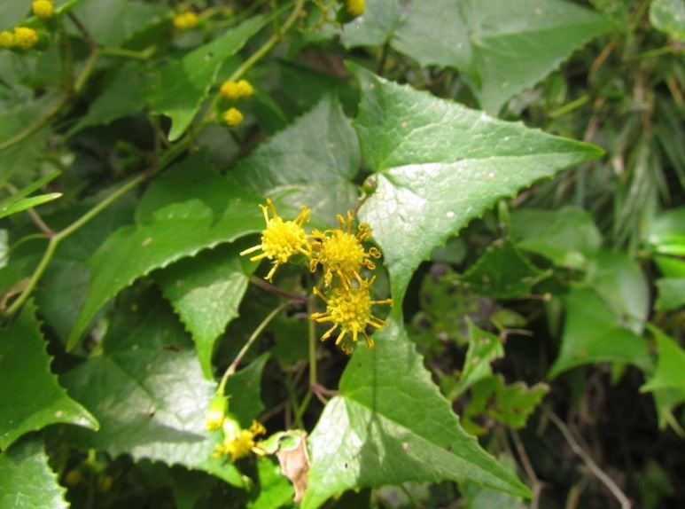 Nova espécie de planta é encontrada no Parque Nacional de São Joaquim, na Serra de SC thumbnail