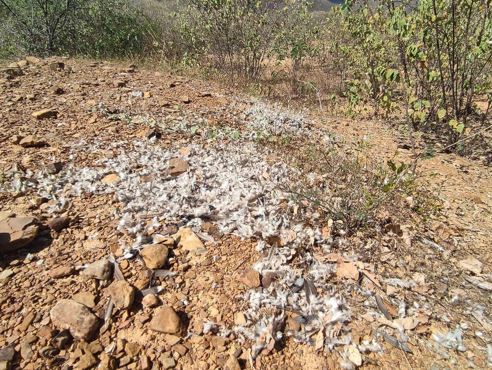 Centenas de aves foram encontradas mortas na zona rural em Milton Brandão, no Piauí — Foto: Portal P2