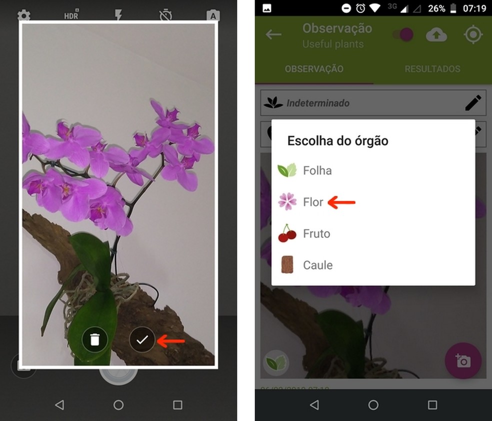 Aplicativo Para Identificar Plantas Por Foto Veja Como Usar O Plantnet Produtividade Techtudo