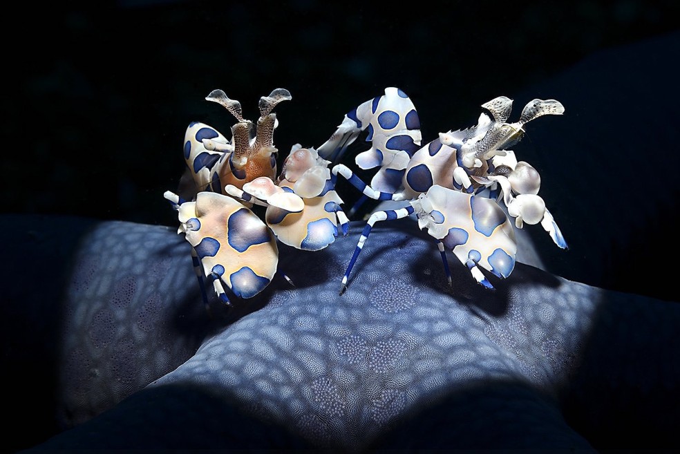 Adriano Morettin, Itália – Um casal de camarões arlequim Hymanocera picta fotografado com os focinhos na estrela-do-mar azul Linkia laevigata no estreito de Lembeh, Indonésia — Foto: Adriano Morettin/ WNPA/ Divulgação