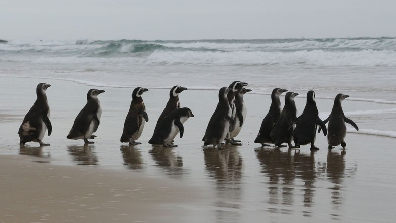pinguins-brasil (Foto: Agência Petrobras)