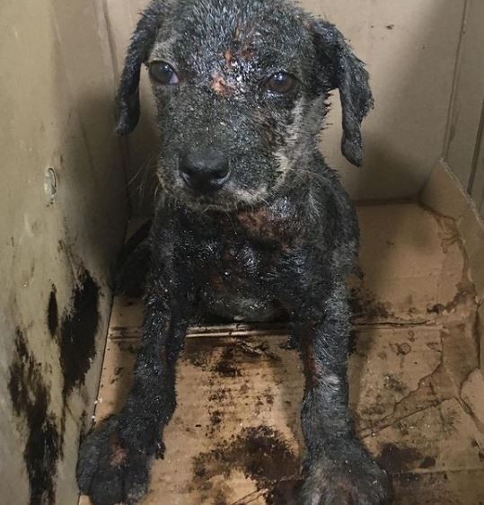 Cachorrinhos são resgatados de piche quente em Belo Horizonte