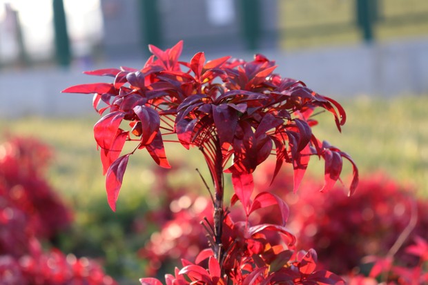 Close up of Nandina, heavenly bamboo tree red. (Foto: Getty Images/iStockphoto)