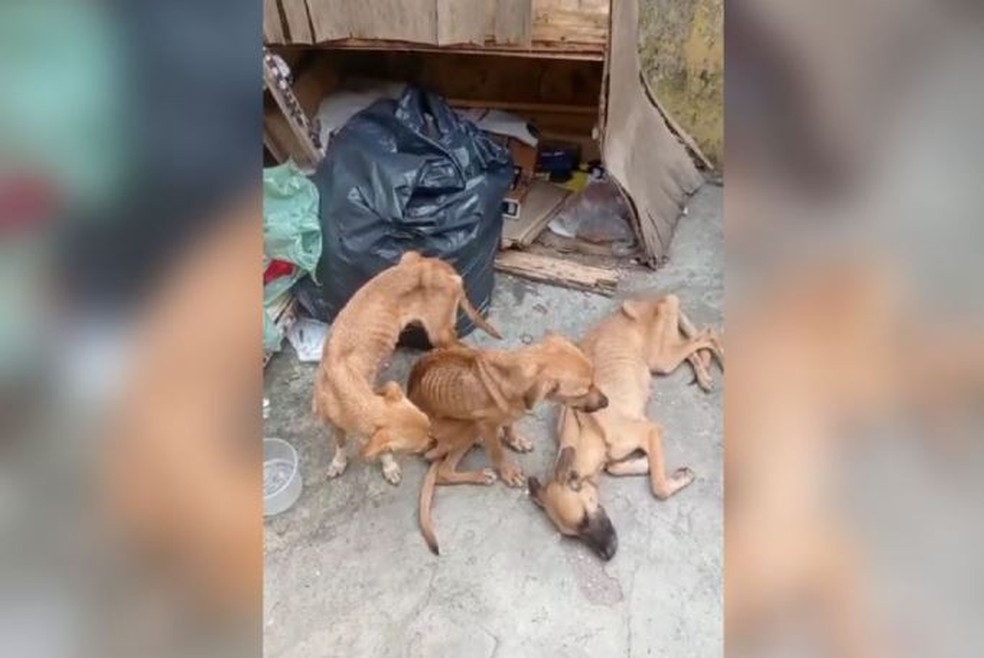 Cachorros desnutridos são encontrados por policiais durante investigação, em Fortaleza. — Foto: Divulgação/PMCE