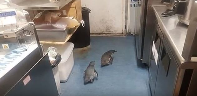 Pinguins invadem restaurante de sushi na Nova Zelândia  (Foto: Reprodução/Youtube)