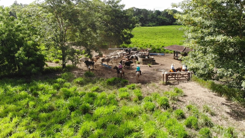 Fazenda de criação de gado em Paragominas (PA) — Foto: Arquivo pessoal