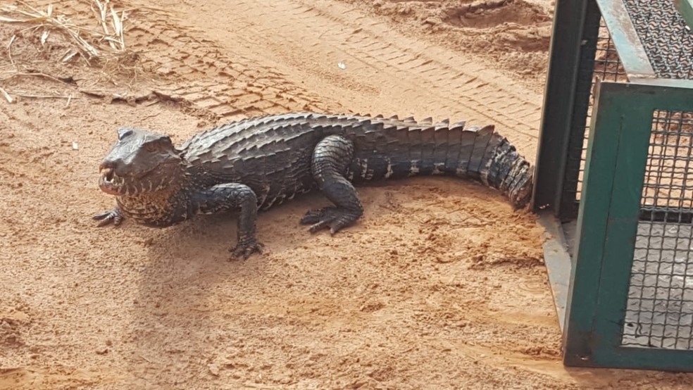 Jacaré-açu foi encontrado dentro de imóvel em Rio Preto  — Foto: Divulgação/Polícia Ambiental 