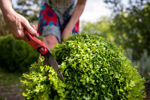 Buxinho: saiba como cuidar do arbusto ornamental (Foto: Getty Images)