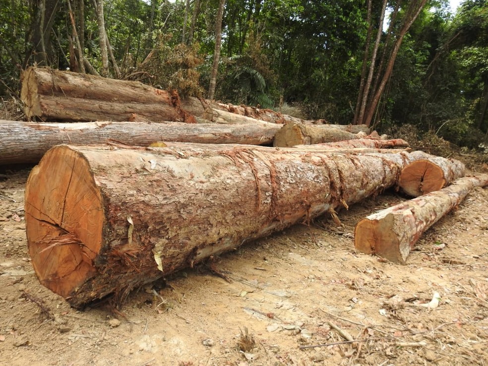 O cÃ¡lculo da Ã¡rea devastada e multa a ser aplicada chegam ao valor de R$ 5 mil por hectare devastado. â€” Foto: ReproduÃ§Ã£o/PolÃ­cia Civil