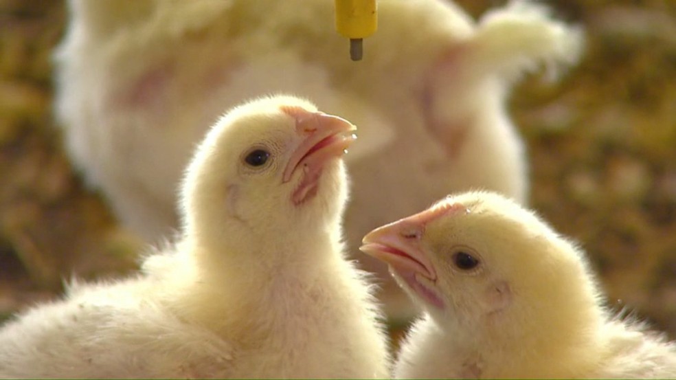 Preço dos grãos afeta avicultura no Paraná, e produtores se mobilizam por ajuda — Foto: Reprodução/RPC
