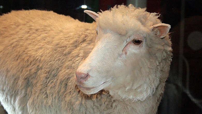 clone-ovelha-dolly (Foto: Toni Barros/CCommons)