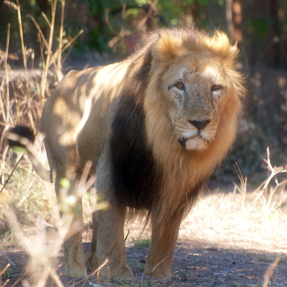 No futuro, técnica pode ajudar na preservação de espécies ameaçadas, como o leão-asiático (Foto: Wikimedia Commons)