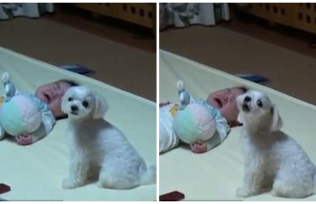 Cachorro acalma bebê que chora  (Foto: Reprodução)
