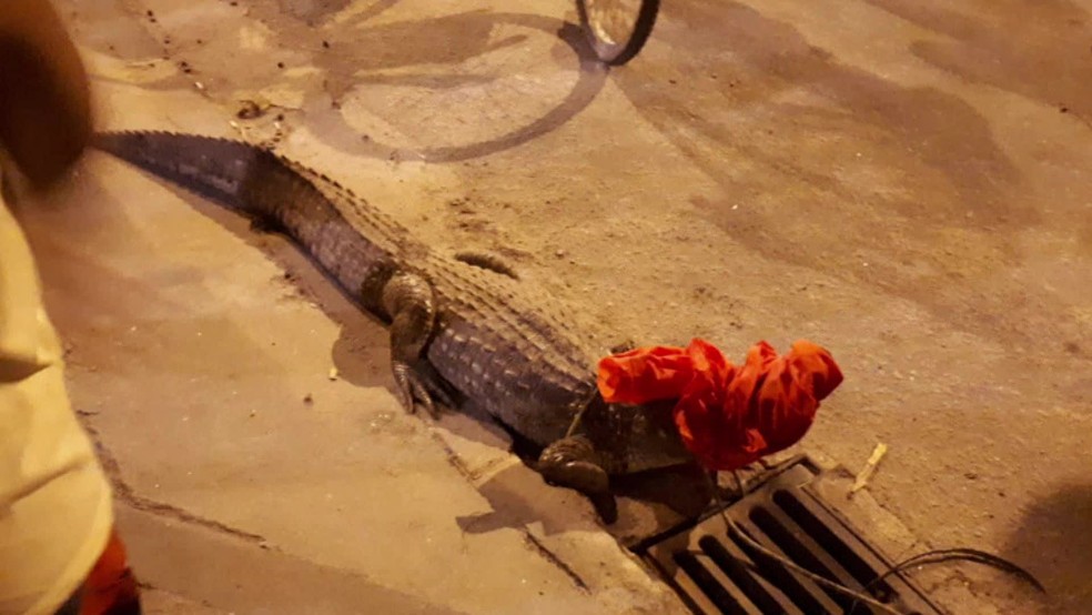 O jacaré foi resgatado apenas 72 horas após ser encontrado. (Foto: Reprodução/ TV Globo)