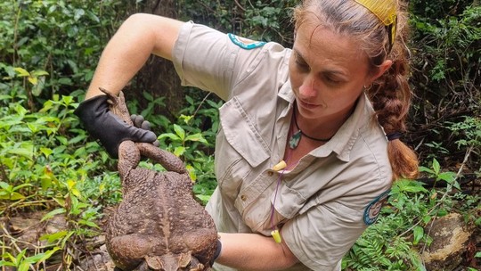 Guardas florestais australianos encontram sapo-cururu gigante de 2,7 kg