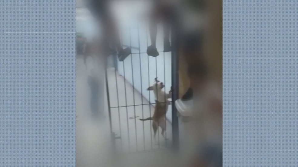 Cachorro invadiu escola na Maré e atacou alunos no pátio — Foto: Reprodução