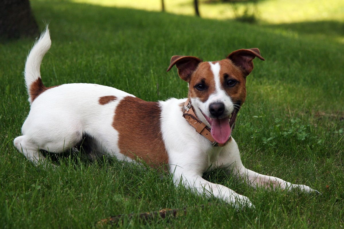 The Jack Russell Terrier needs to be trained by an expert who knows the breed (Photo: Plank/Wikimedia Commons)