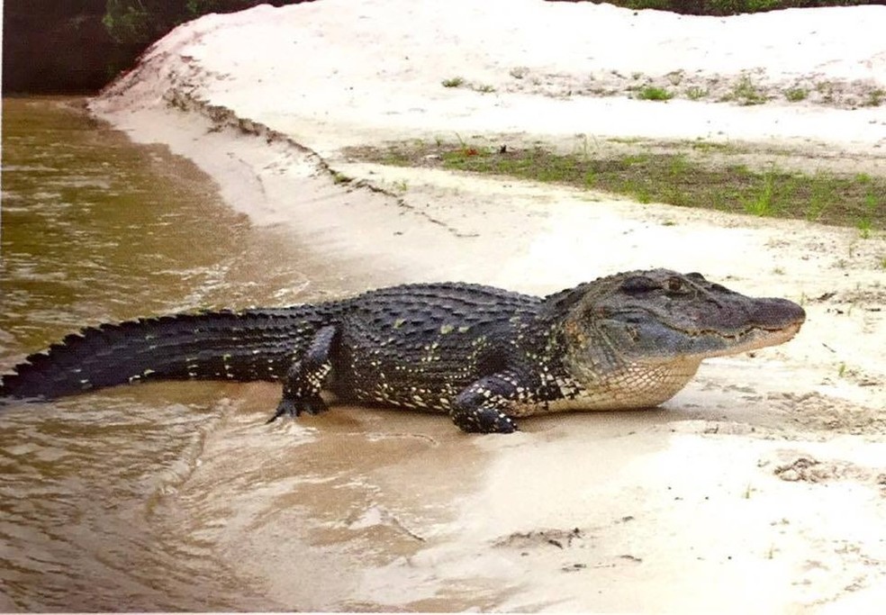Espécies não correm risco de extinção, segundo IUCN. — Foto: Arquivo TG 
