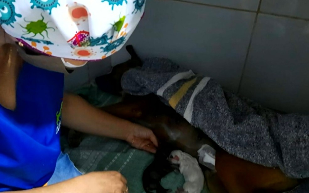 Cadela que esperou por dono na porta de hospital, dá à luz três filhotes, em Nerópolis — Foto: Reprodução/TV Anhanguera