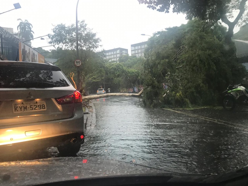 Pista alagada e Ã¡rvore caÃ­da na Rua Muniz Barreto, em Botafogo â Foto: Redes sociais