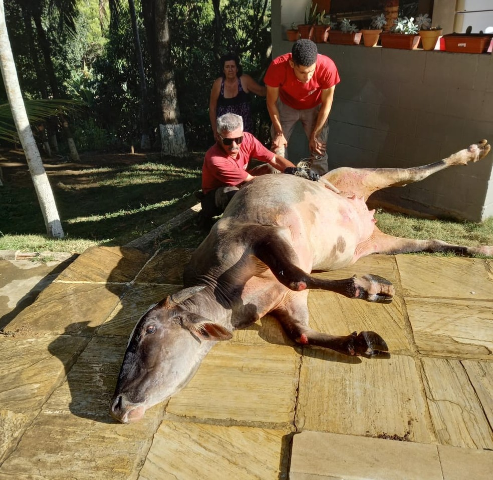Vaca foi retirada da piscina pelo Corpo de Bombeiros, no ES  — Foto: Divulgação/ Sesp-ES