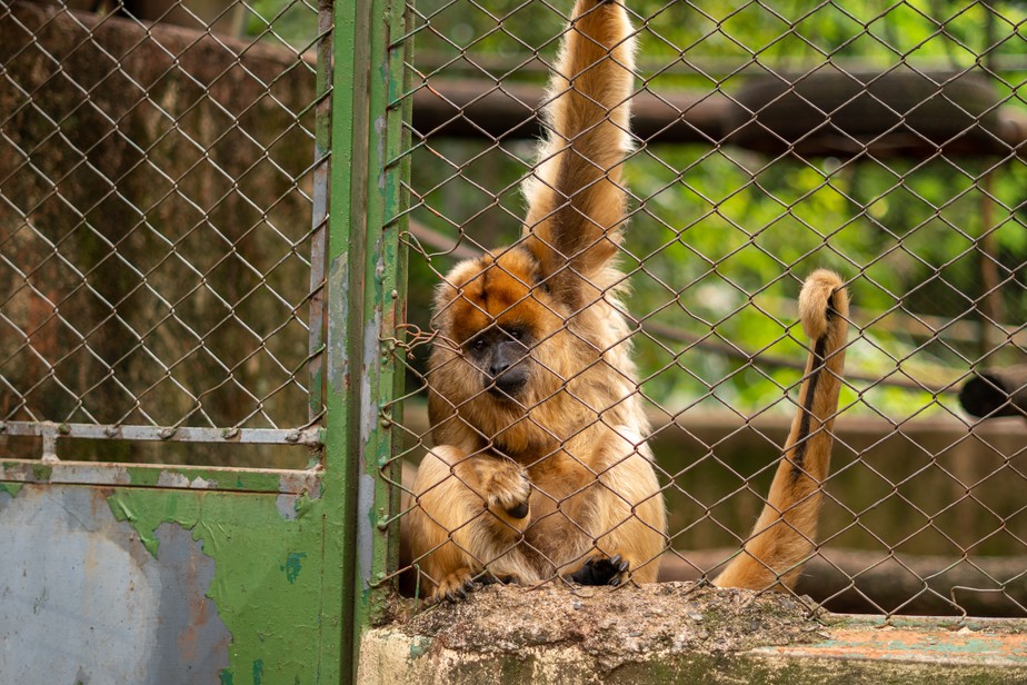 Kika, da espécie bugio, e mais duas macacas-prego são os únicos animais do Zoológico Parque Jacarandá, em Uberaba, que ainda têm destino incerto