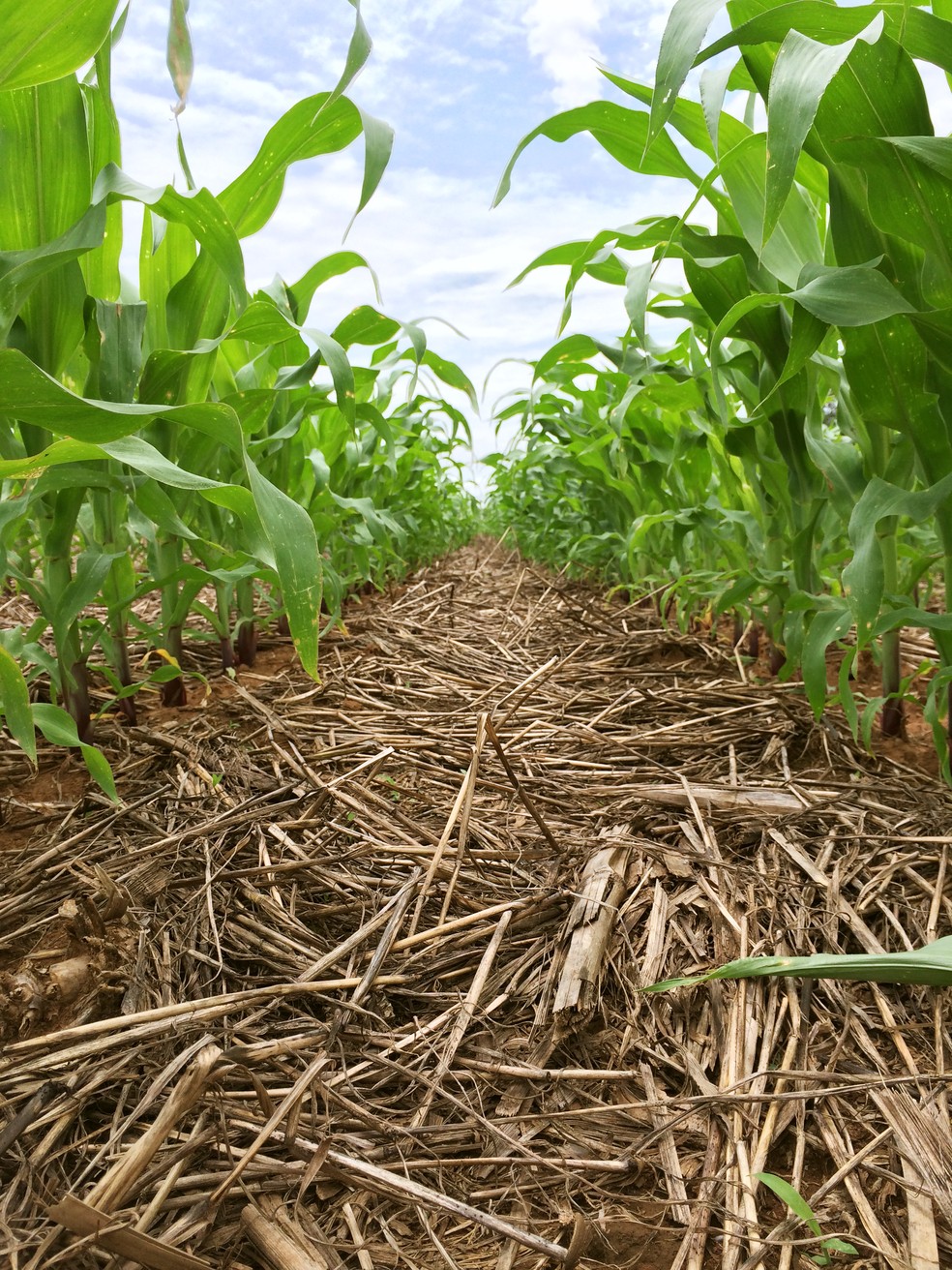 O Sistema De Plantio Direito Transformou A Agricultura Especial Publicitário Produtividade Sem 8663