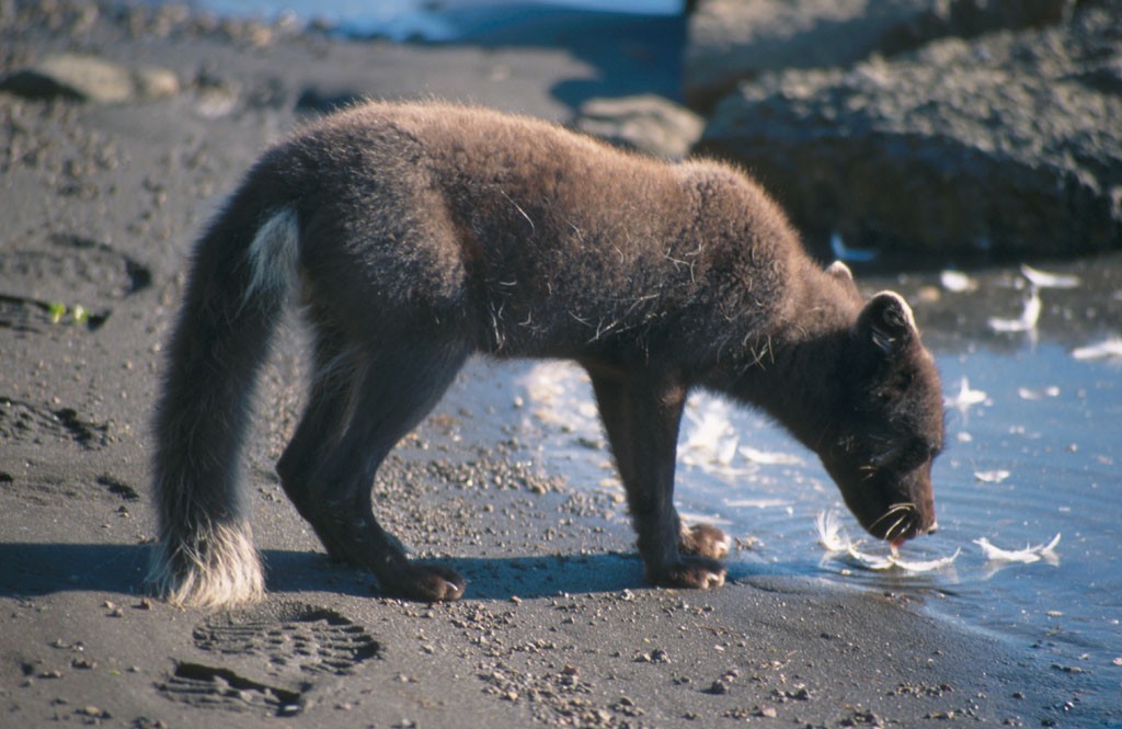 As raposas do ártico podem sobreviver à temperaturas extremas que chegam a -50ºC e também são muito fofinhas.  (Foto: Eva Fuglei / Norsk Polarinstitutt )