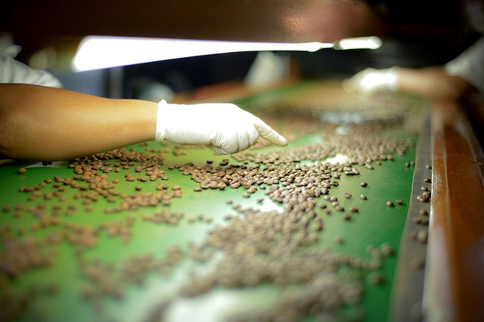 O diferencial de Orfeu Cafés Especiais é a seleção manual dos grãos (Foto: Divulgação)