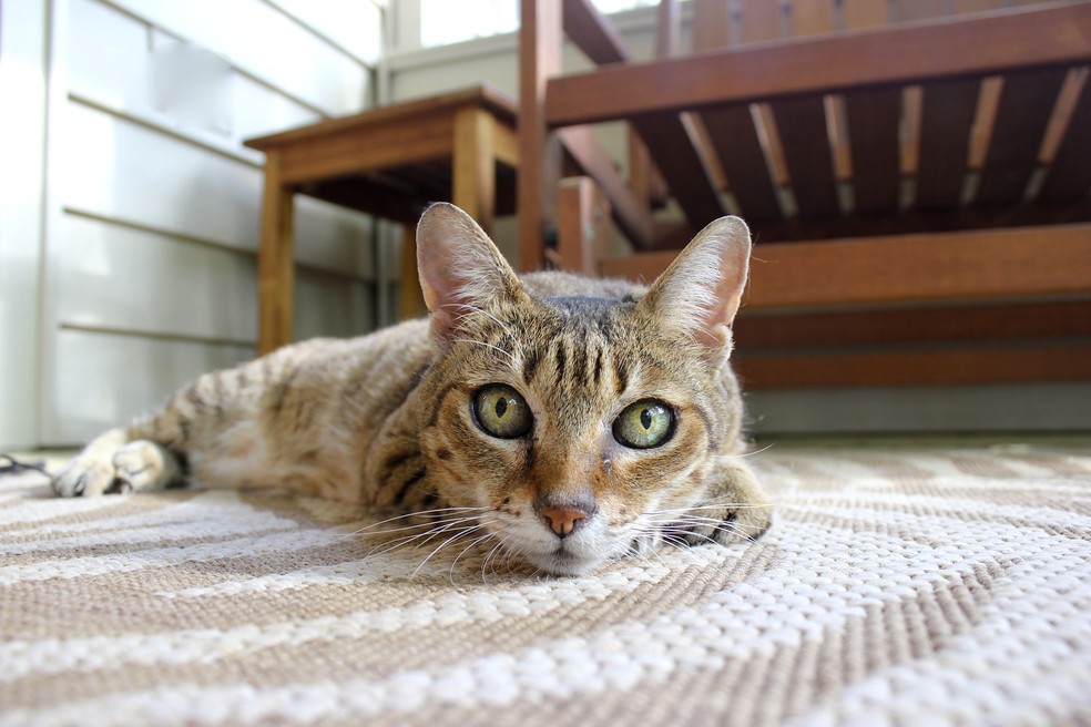 Gatos são propícios a terem doenças renais — Foto: Divulgação