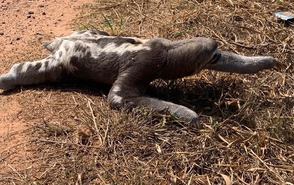Animal foi flagrado atravessando rua de Rio Branco na manhã desta segunda (13) — Foto: Elenilson Oliveira/Arquivo pessoal