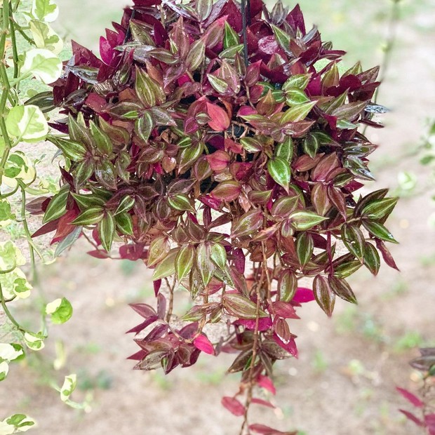 Tudo sobre lambari: planta resistente e fácil de cuidar (Foto: Reprodução/ Instagram/ @acasabemviva)